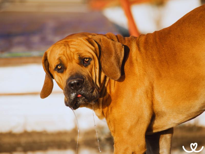 Plemeno-boerboel-bursky-buldok (3)